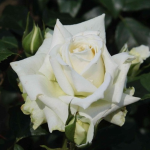 Spektakularnie pełne, wielkie kwiaty w kolorze kremowo-białym tej róży pnącej o umiarkowanym wzroście.